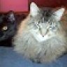 Jill-Tigger(GA) & Pooh(GA)