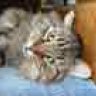 Monkey Maine Coon