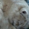 kozykitty