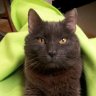 purrdydolly