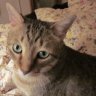 KUMA CAT