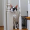 cornycat