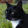 Andrew Cat