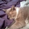 Mancat