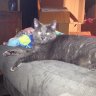 Lisa and Gato