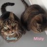Missy
