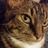FurBabyMamma