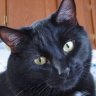 nfcatlady44