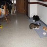 Tammy K and Kitties
