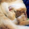 CBFullHouse