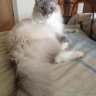 Ragdoll