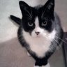 Beta kitty