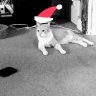 MiCo