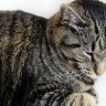 primalkitty