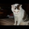 Jtcatt