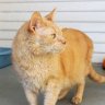 SantaCruzSPCA