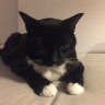 TuxedoKitty