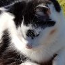 Sam-cat