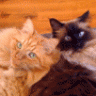 Klaree and Ollie