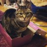 Kitty Nic