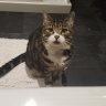AlfieCat