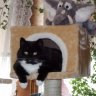 Bonnie & Oreo Joe