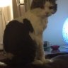 Scottish_Bella