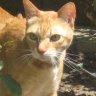 Golden_CatChild