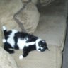 Susiecats