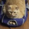 catdaddy1