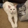 sassycatlady