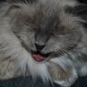 CathyCat