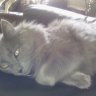 Smokey and Jessica