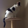 cataphraz