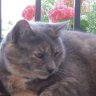 Lilli Plume and Plume