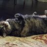 Kitto