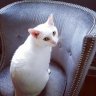 Tamicat
