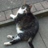 Ali and Fatty