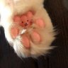 catbeans23