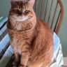 NashvilleCats