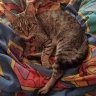 bxkitty