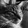 Heather and Gizmo