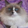 Ragdoll12