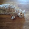Mollycat