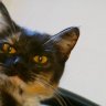 Catlover3