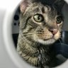 Chester’s Dad