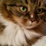 fluffles5178