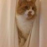 Ginger Leo