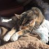 Sally the Calico