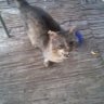 alex7 & Bigboy feral cat